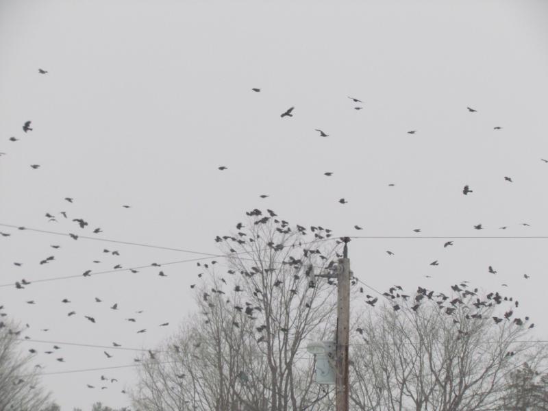 American crows, birds, Maine, Boothbay Register, Jeff Wells